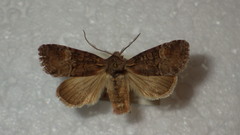 Brachylomia viminalis