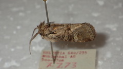 Brachylomia viminalis