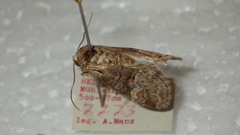 Brachylomia viminalis