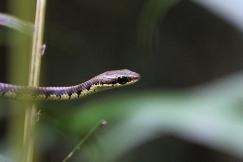 Schokar's bronzeback