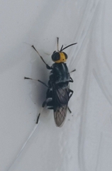 Cyphomyia wiedemanni