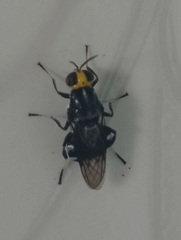 Cyphomyia wiedemanni
