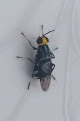 Cyphomyia wiedemanni