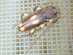 Tylonotus bimaculatus