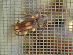 Tylonotus bimaculatus