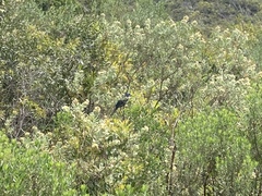 Cyanoloxia glaucocaerulea