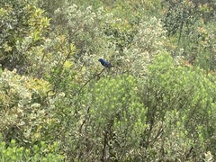 Cyanoloxia glaucocaerulea