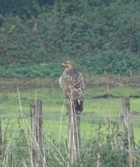 Buteo buteo