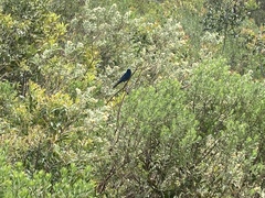 Cyanoloxia glaucocaerulea