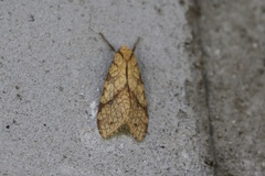 Lophocampa annulosa