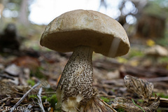 Leccinum insolens