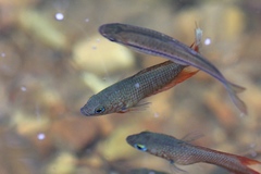 Rasbora dandia
