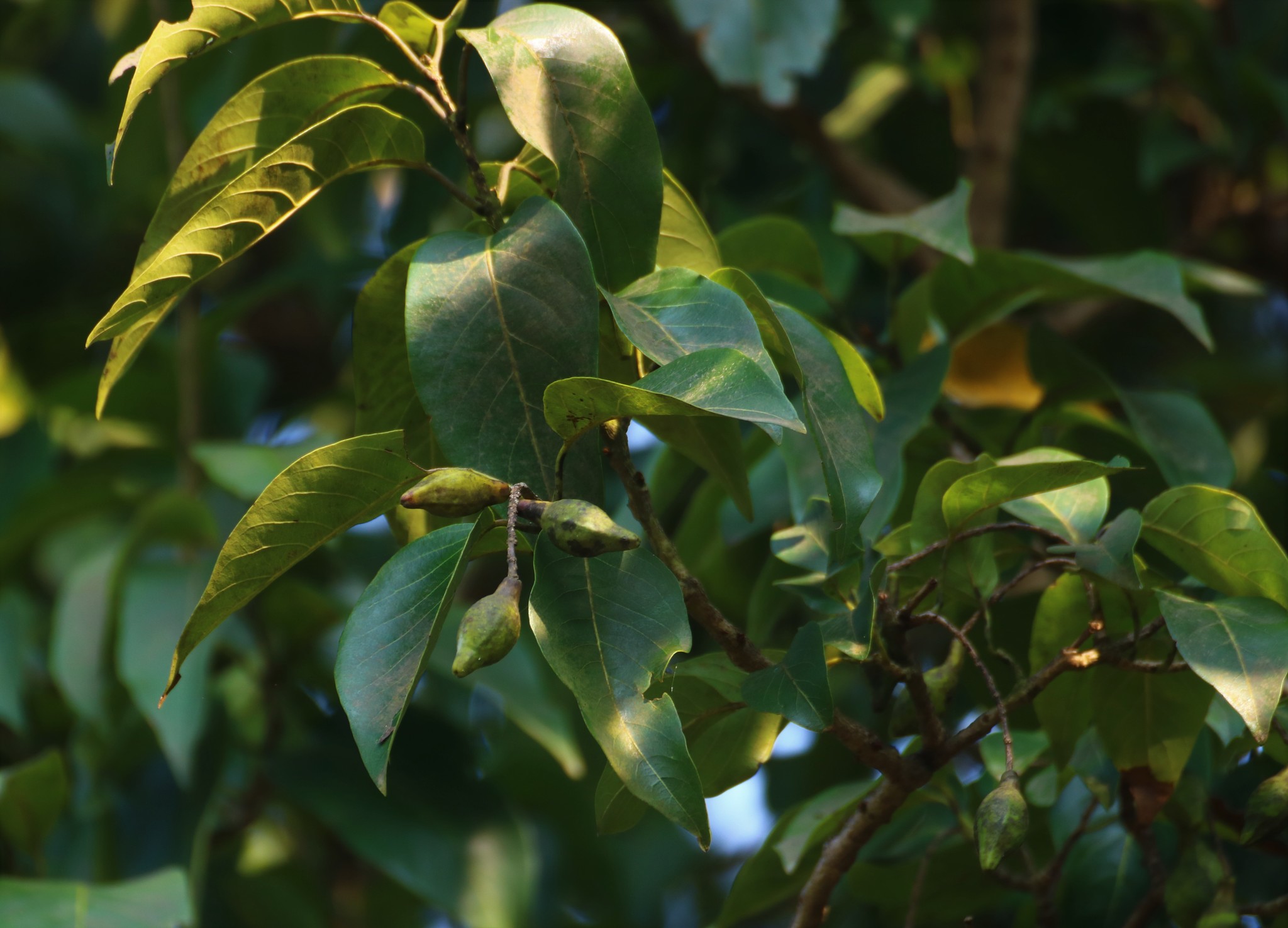 Terminalia chebula Retz.