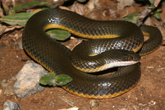Hypsiscopus