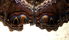 Ascalapha odorata