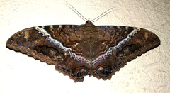 Ascalapha odorata