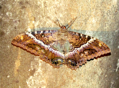 Ascalapha odorata