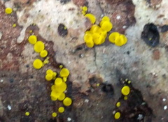 Calycina claroflava