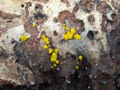 Calycina claroflava