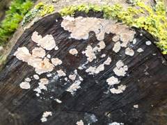 Cylindrobasidium laeve