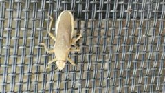 Catorhintha selector