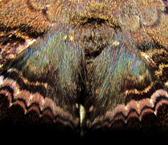 Ascalapha odorata
