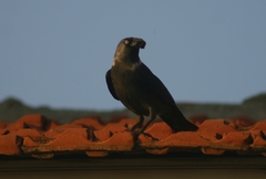 Corvus monedula