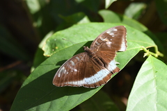 Tanaecia whiteheadi