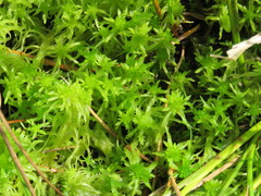 Sphagnum flexuosum