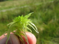 Sphagnum flexuosum