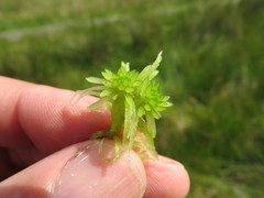 Sphagnum flexuosum