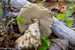 Leccinum insolens