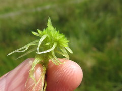 Sphagnum flexuosum