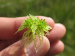Sphagnum flexuosum
