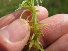 Sphagnum flexuosum