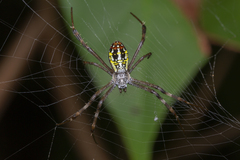 Argiope dang