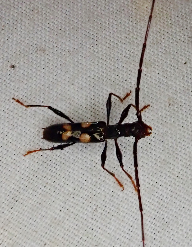 Tropidion subcruciatum