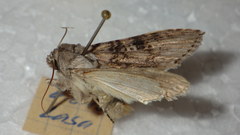Cucullia absinthii