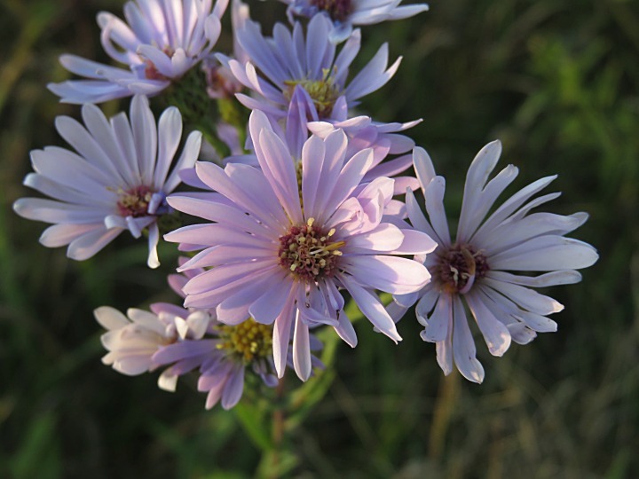 Symphyotrichum laeve var. laeve