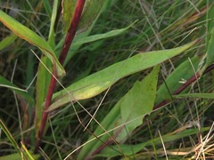 Symphyotrichum laeve laeve