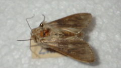 Cucullia absinthii