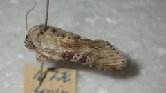 Cucullia absinthii