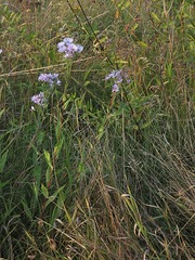 Symphyotrichum laeve laeve
