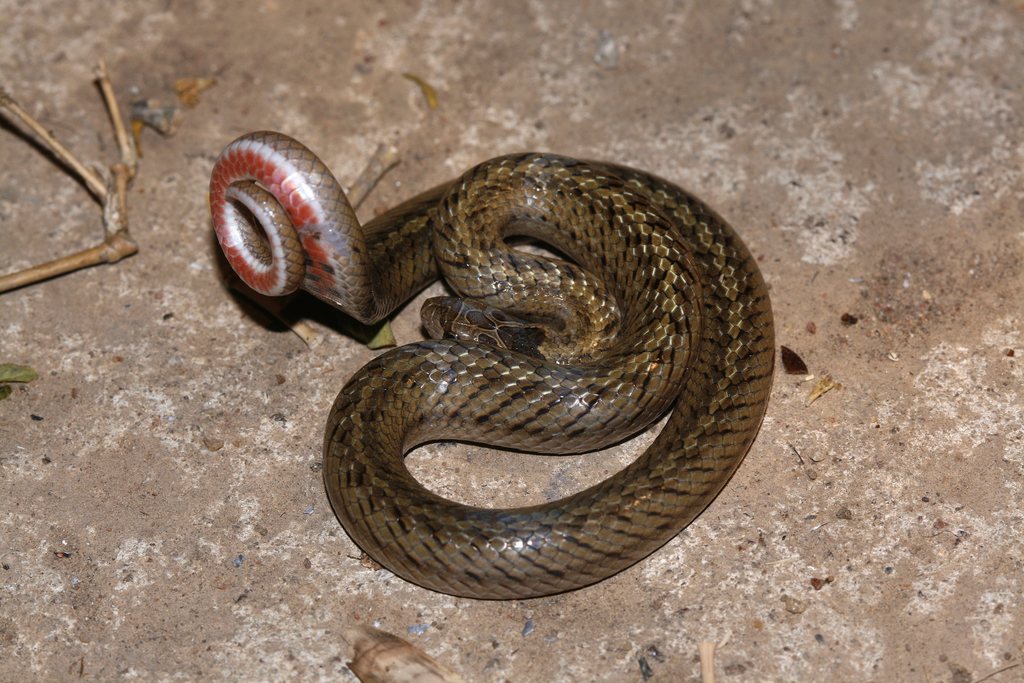 False Striped Kukri Snake