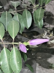Cryptostegia grandiflora