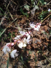 Persicaria jucunda
