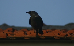 Corvus monedula