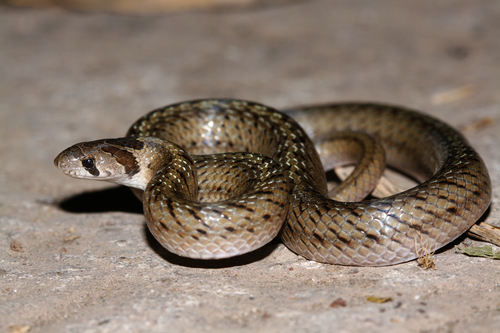 Photo of a False Striped Kukri Snake (Oligodon pseudotaeniatus)