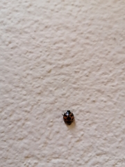 Harmonia axyridis