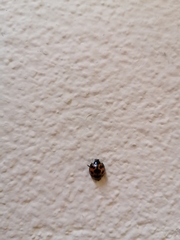 Harmonia axyridis